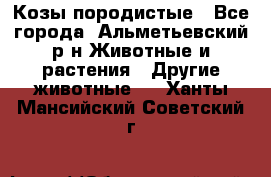 Козы породистые - Все города, Альметьевский р-н Животные и растения » Другие животные   . Ханты-Мансийский,Советский г.